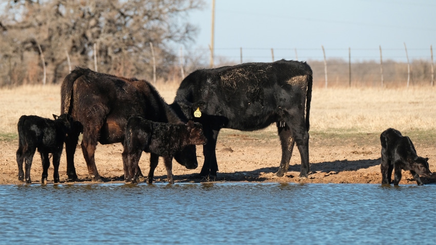 cows and calves standing by pond