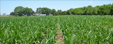 guess_corn_yield_2016_crop_watch_field_win_seed_1_636038425588539150.jpg