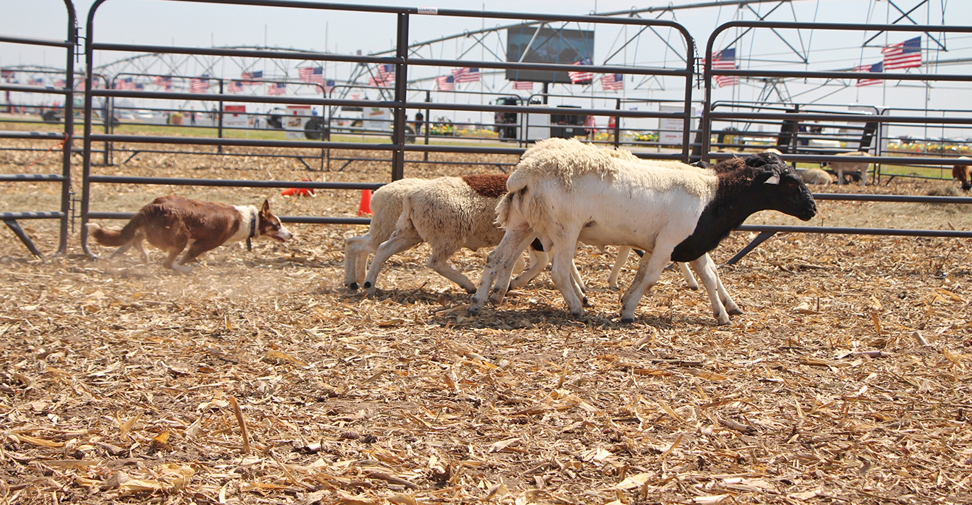 How Do I Stop My Dog From Herding Me?