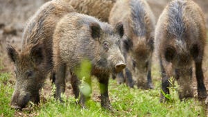 Feral pig problem on the rise