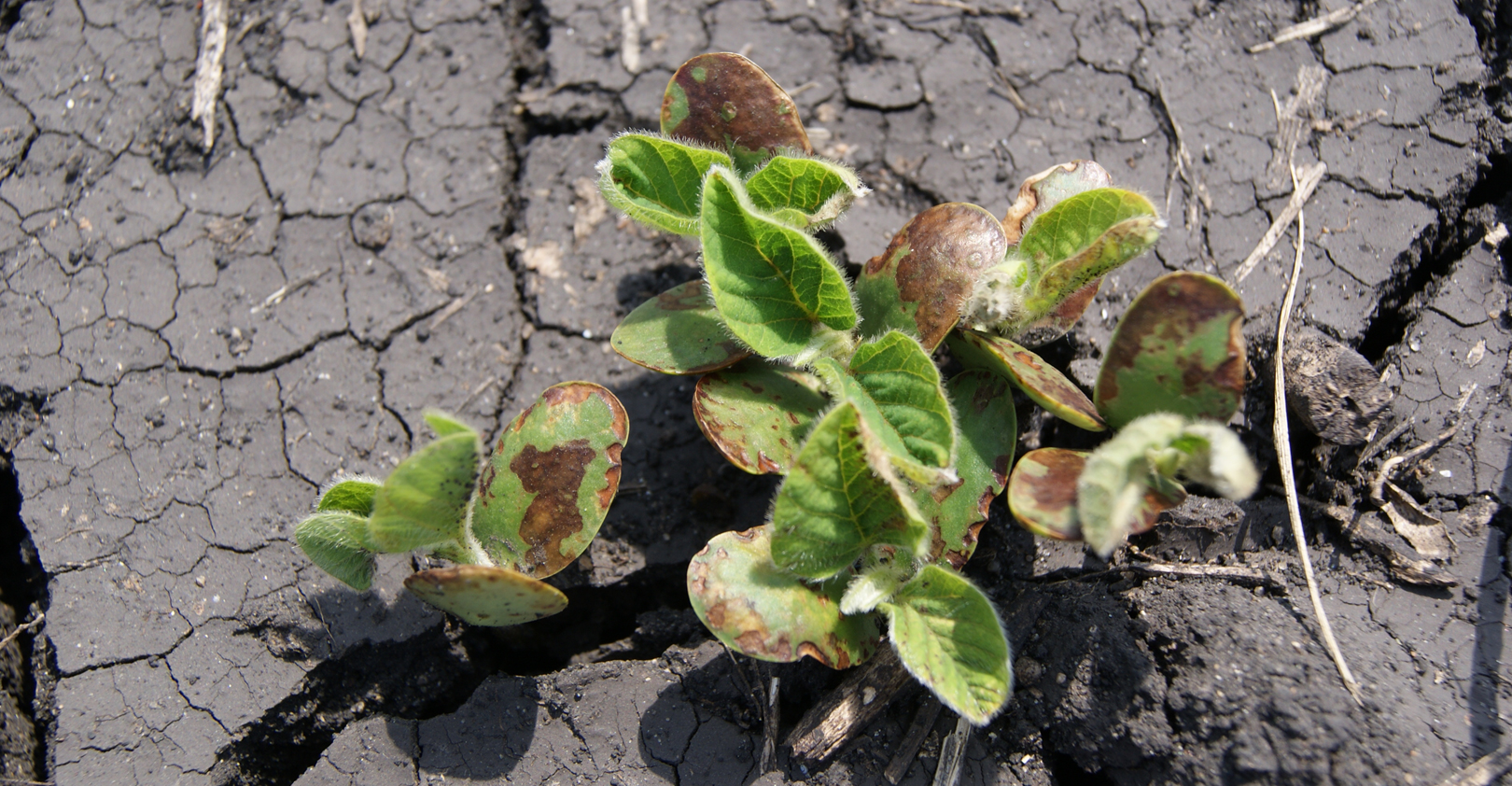 Evaluating herbicide injury on soybeans | Farm Progress