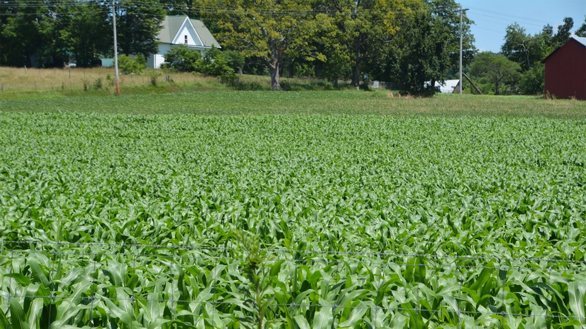 A field of popcorn with a farmstead in the background