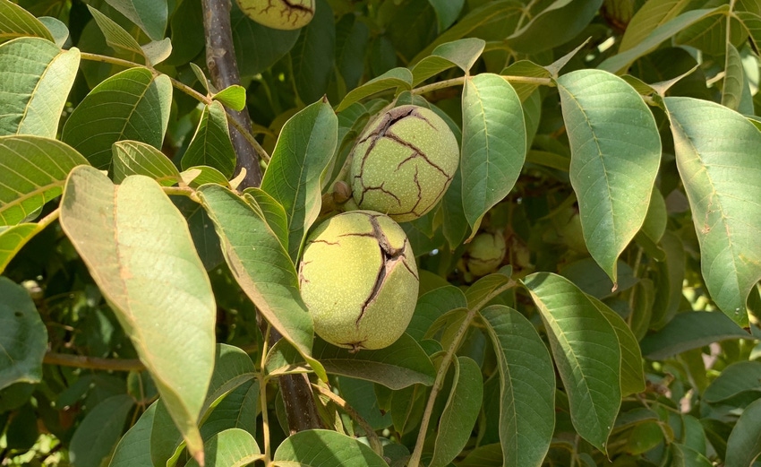 WFP-UC-new-walnut-variety-022021-web.jpg
