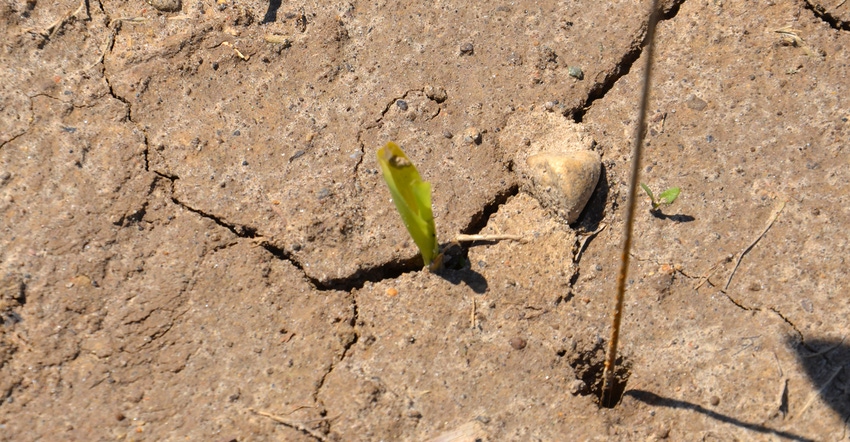 young plant emerging from soil