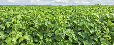 china_clears_monsantos_xtend_soybeans_import_1_635901133759328000.jpg
