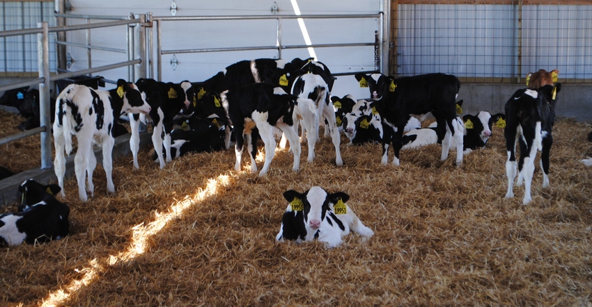 Holstein calves in pen