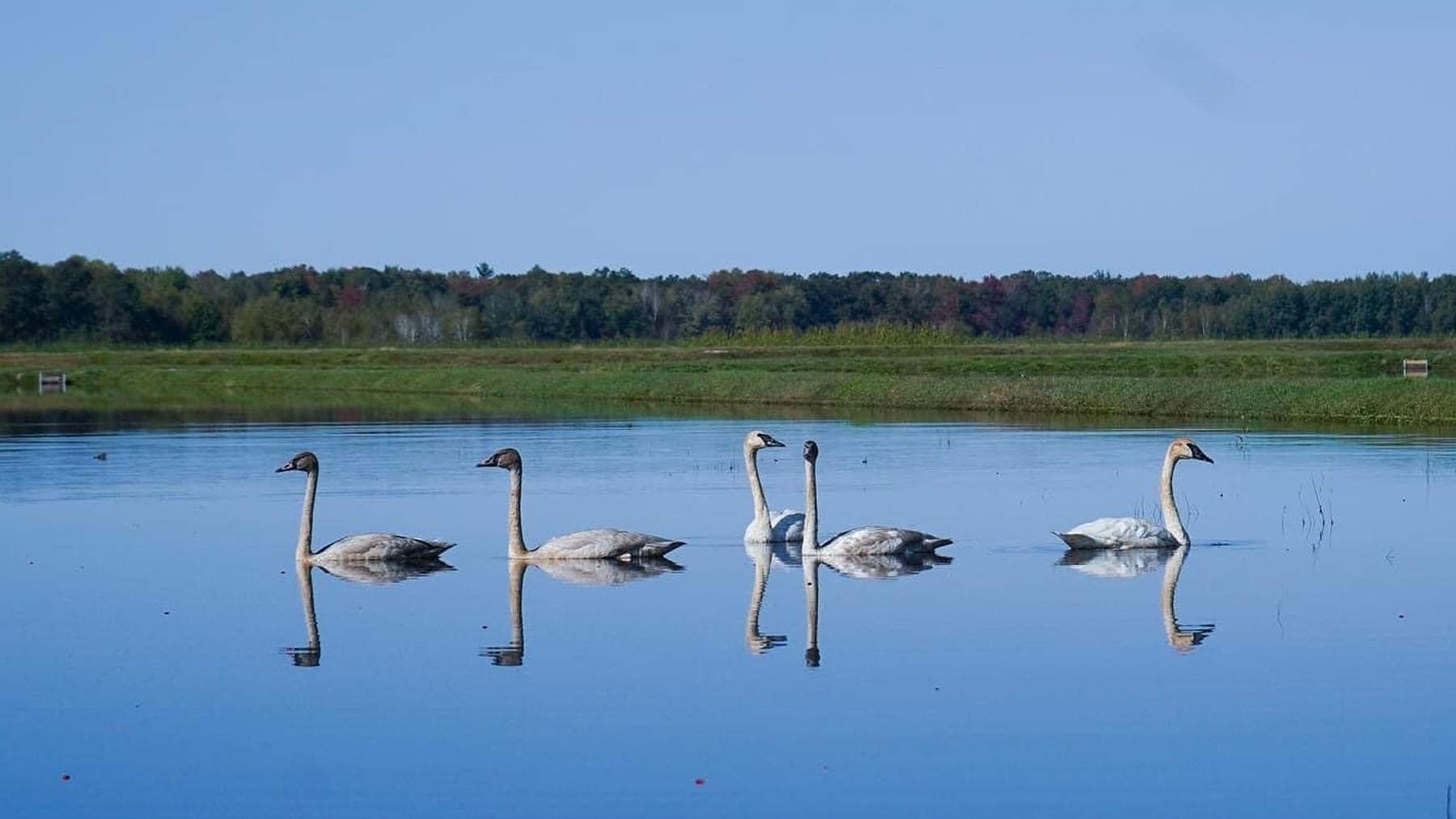 five swans on a lake with trees in the background
