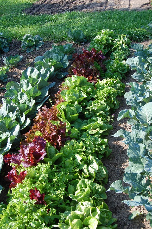 leafy garden vegetables in garden plot