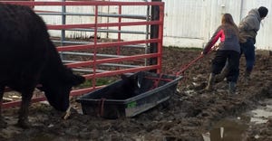 Nathan and Caroline Spangler pulling calf on sled in the mud