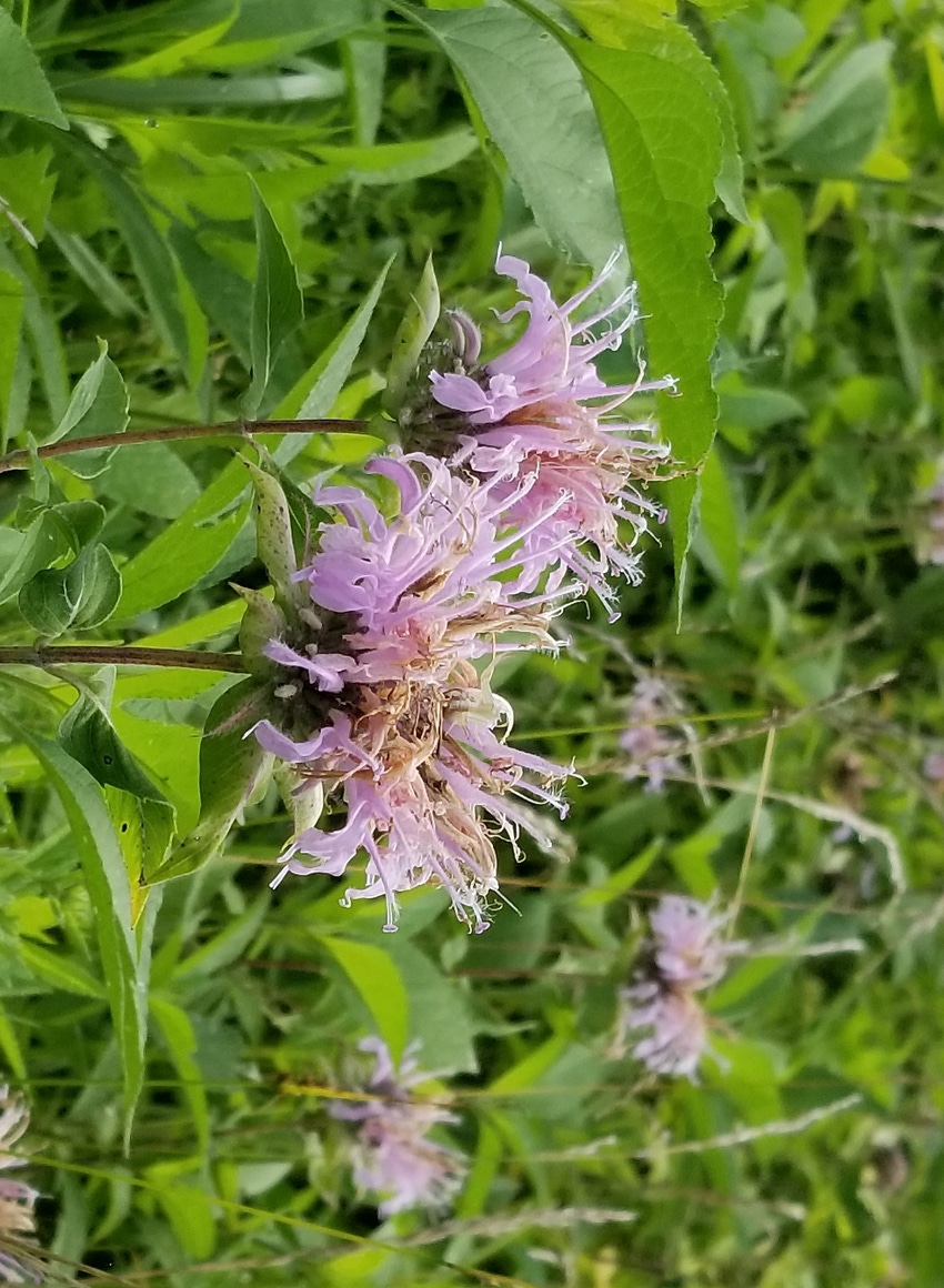 Wild flowers in diverse grassland