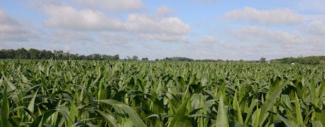 ncga_revises_rules_national_corn_yield_contest_opens_entries_1_635355668425416822.jpg