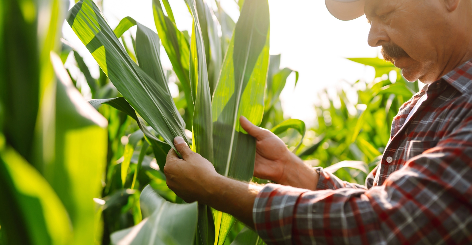 Scout fields for potential harvest issues