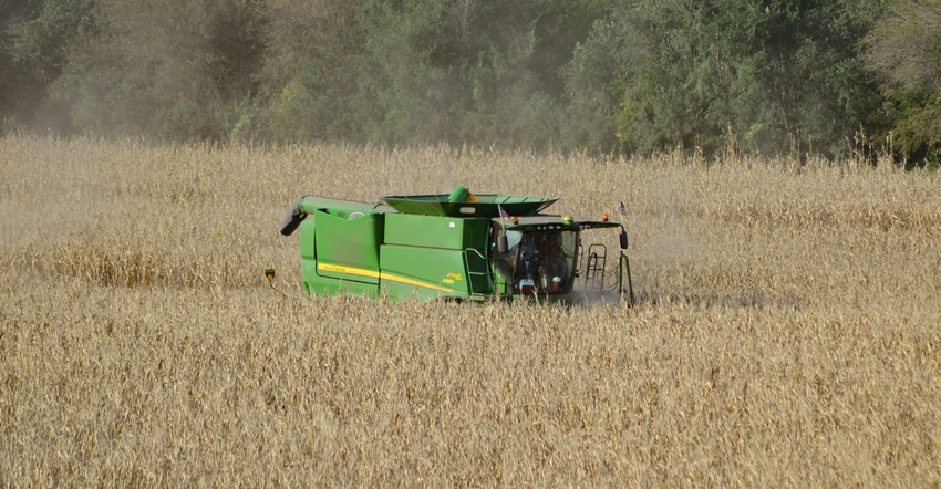 A combine harvests corn