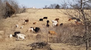 Cattle under managed grazing