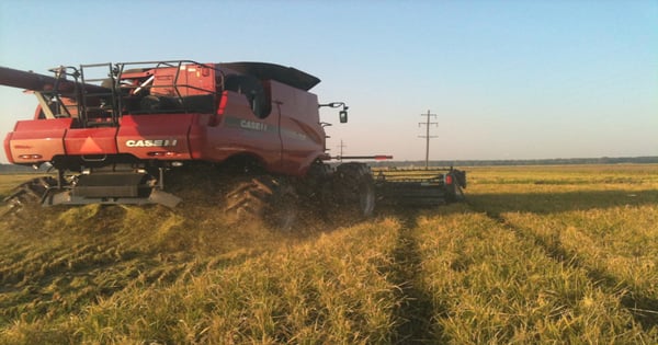 Heat ‘did a number’ on much of U.S. rice crop | Farm Progress