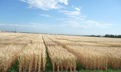 top dressing winter wheat Calculation steps of 4 topdressing methods for winter wheat. (THP, TRL,...