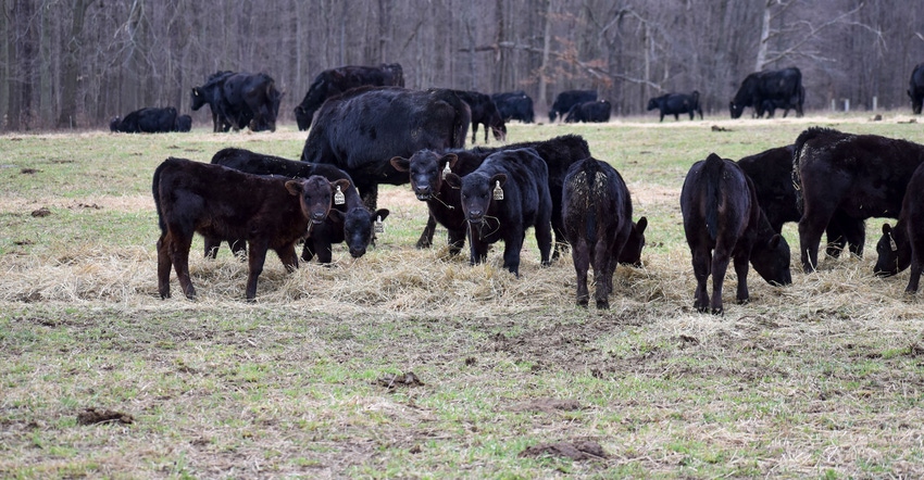 A small group of Angus calves on pasture