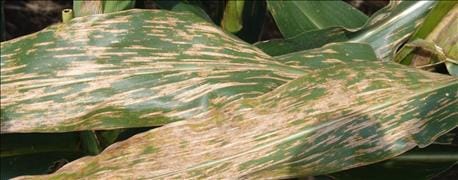 Corn disease wrap-up 2016