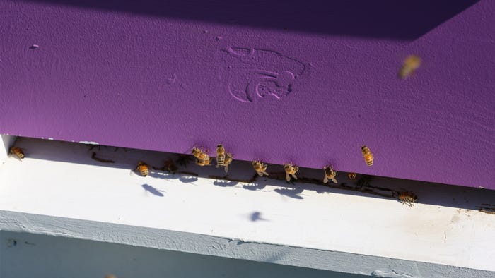 Bees at hive