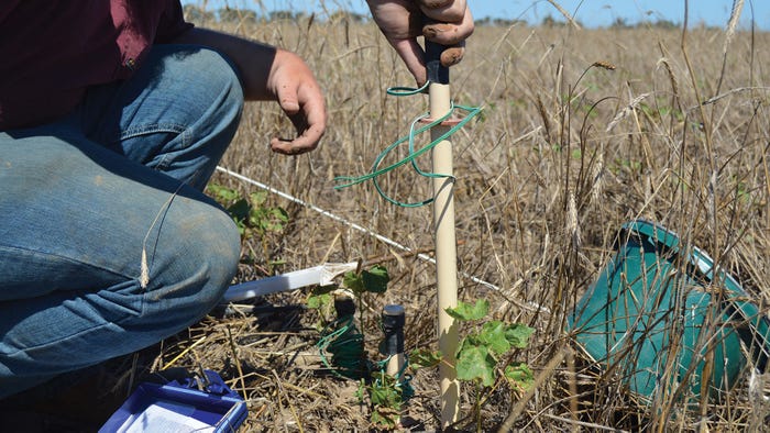 Close up of researcher installing a soil moisture sensor in a field with terminated cover crop.