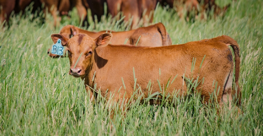 beef calves grazing in field