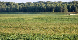 A wide landscape of a discolored soybean field with yellow leaves