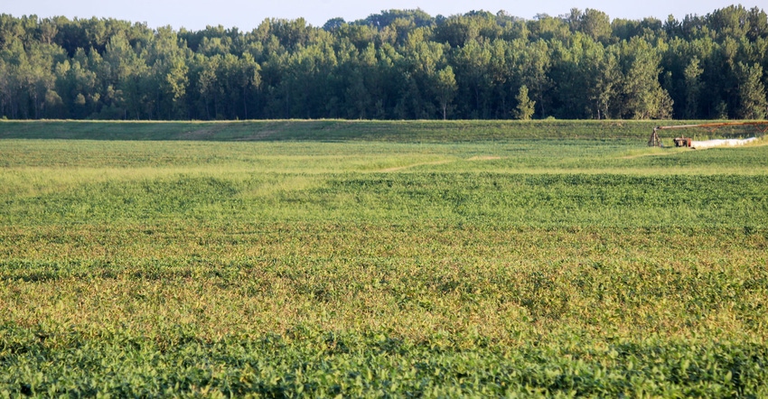 A wide landscape of a discolored soybean field with yellow leaves