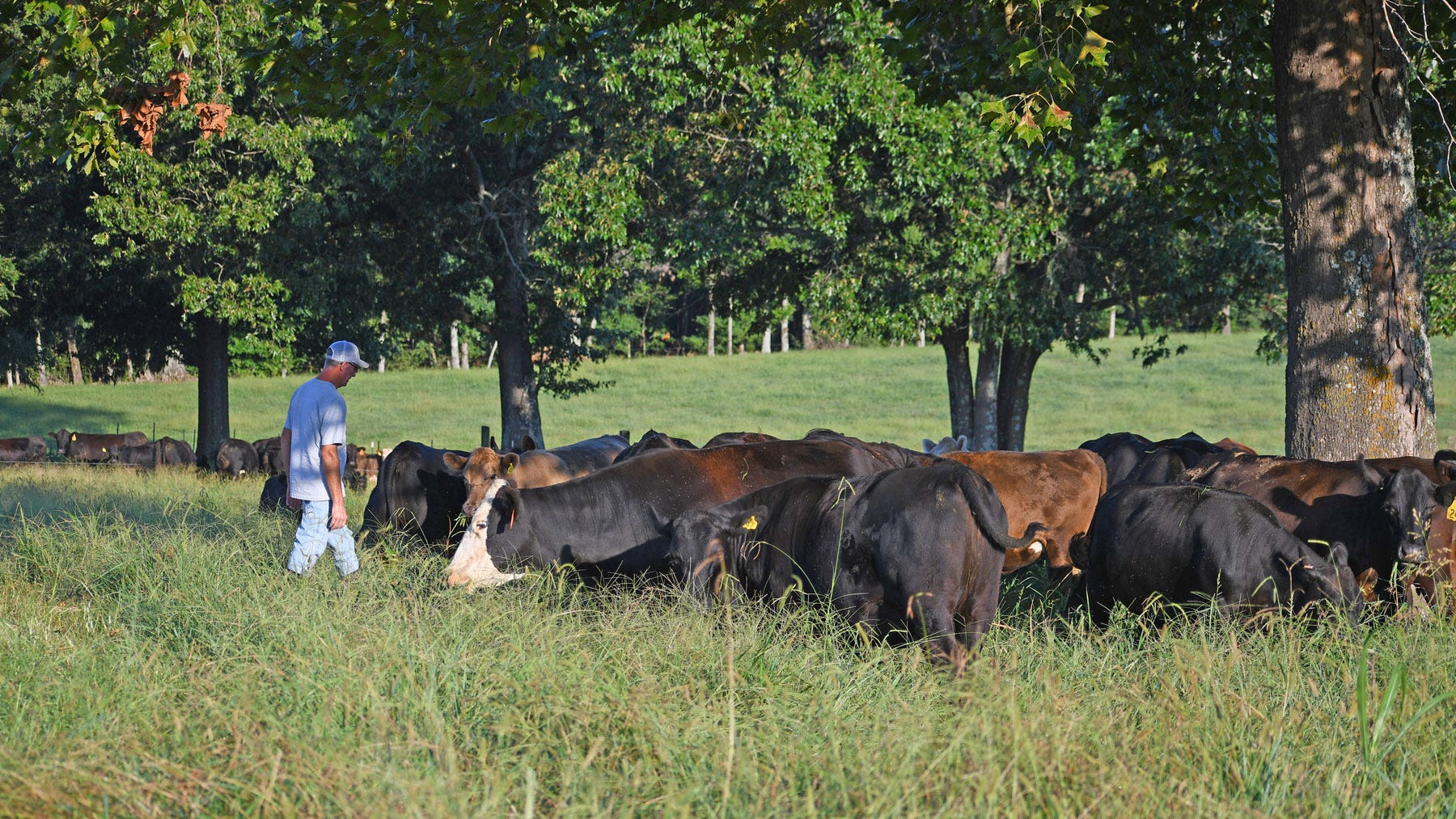 Farmer checking a herd of cattle grazing underneath shade trees.