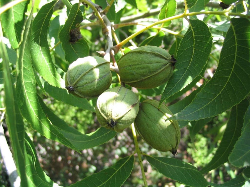 Pecan6-bh.jpg Pecan6-bh.jpg