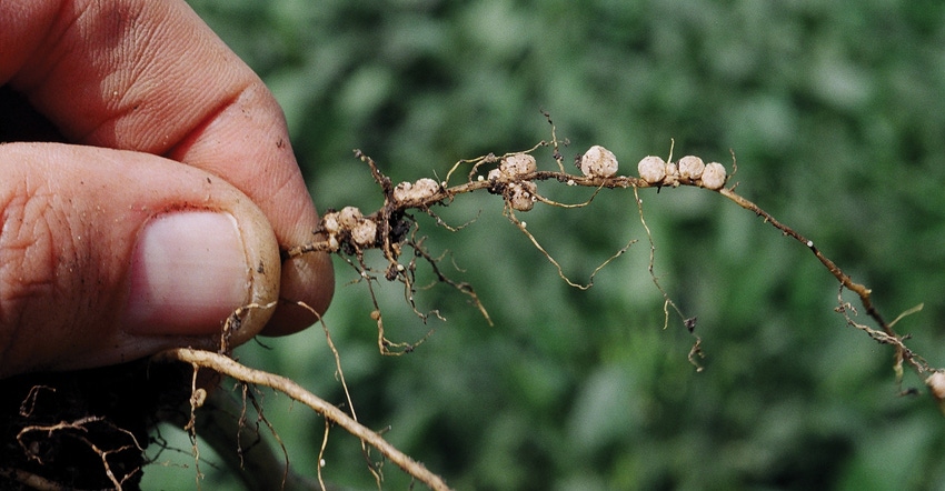 closeup of soybean cyst nematode on root