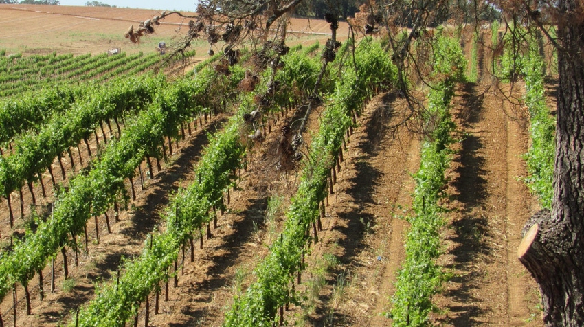 Vineyard Vineyard
