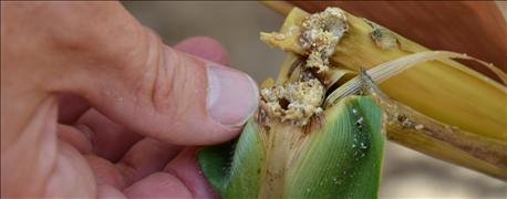 3 more corn insects to be on the lookout for this time of year