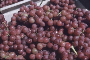 Table grapes