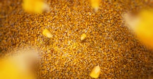 Corn kernels falling