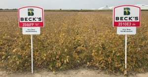 10-inch row soybeans