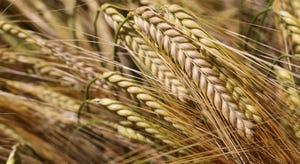 WFP-OSU-barley.jpg