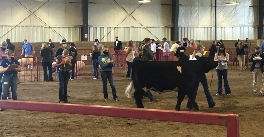 The senior age division for youth competing the 2020 State 4-H Livestock Judging Contest.