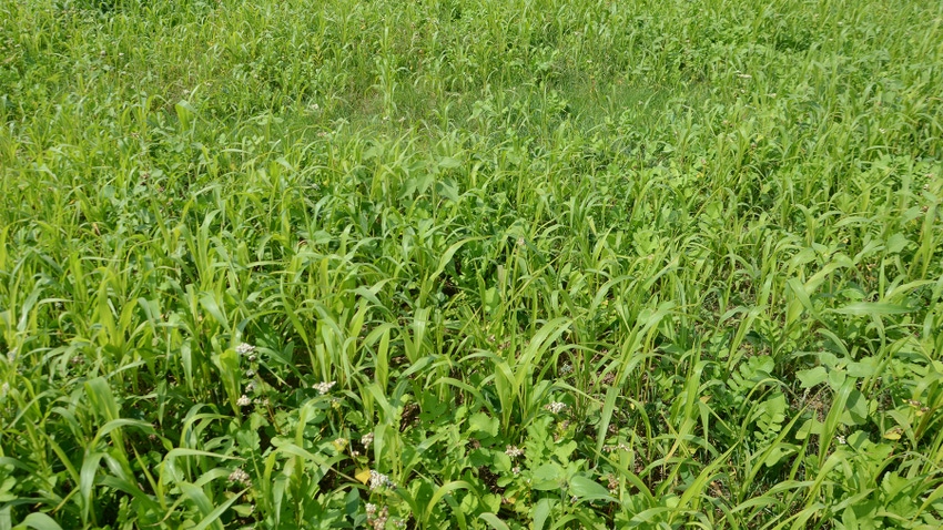 Cover crops growing in a field