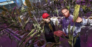 Nebraska's James Schnable (left) examines a sorghum plant with Andy Benson in the Greenhouse Innovation Center