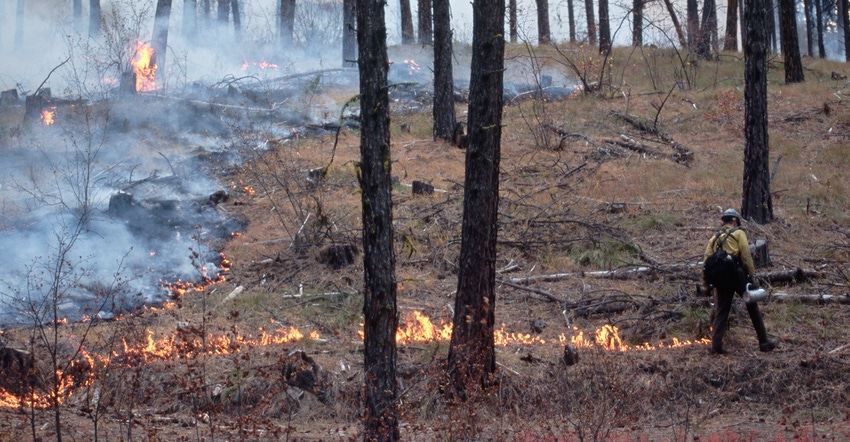 Forest worker conducting a controlled burn