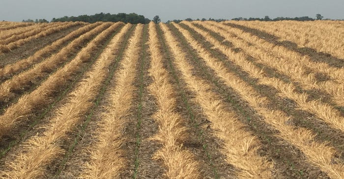 cover crops planted in strips