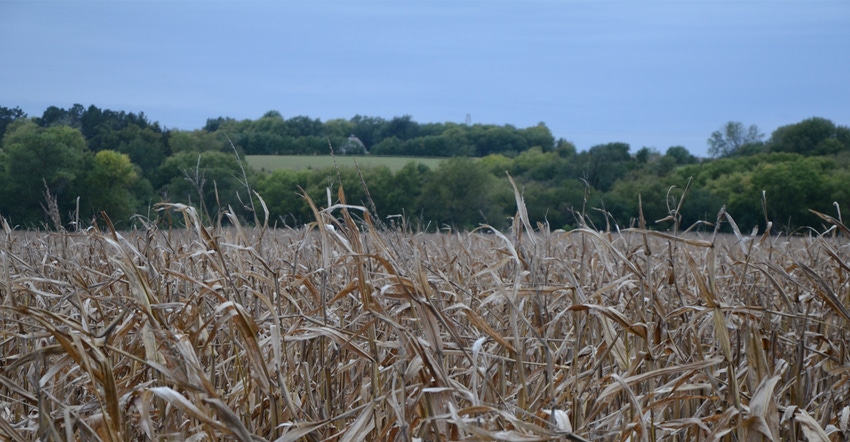 closeup of mature corn field