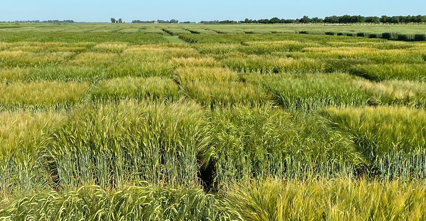 barley plot barley plot