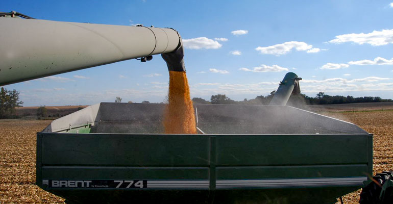 Corn falls from the combine auger into a bin during harvest