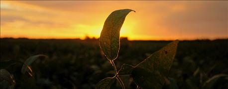 monsanto_launches_roundup_ready_2_xtend_soybeans_1_635914947434412827.jpg