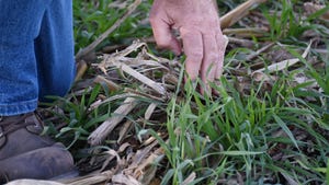 A man's hand moving residue aside in a cover cropped no-till field