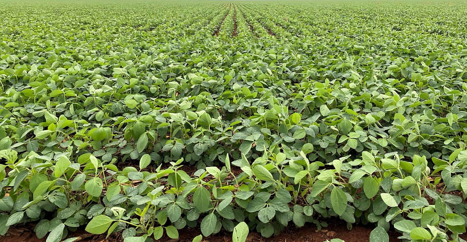 A first-hand look at Brazilian crops reveal big yield potential | Farm ...