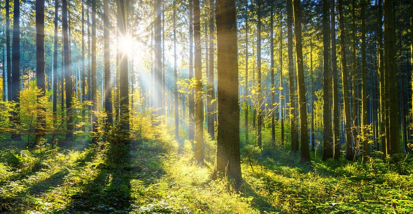 sunshine and sunrays in the woods.