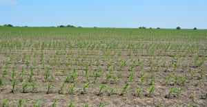Young rows of corn in field