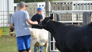 Youth showing cattle at county fair